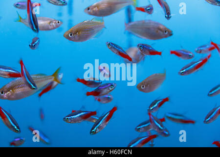 Foto di una grande quantità di piccoli giallo e grigio pesci Foto Stock