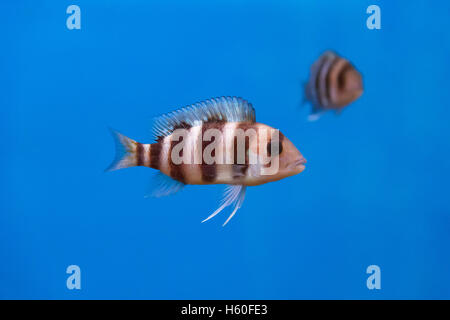 Frontosa pesci con strisce nere in acqua Foto Stock