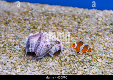 Un piccolo pesce pagliaccio nuotare vicino a conchiglia il fondo dell'acquario Foto Stock