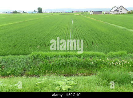 Verde brillante Campo di risone in un piccolo villaggio, Hokkaido, Giappone Foto Stock