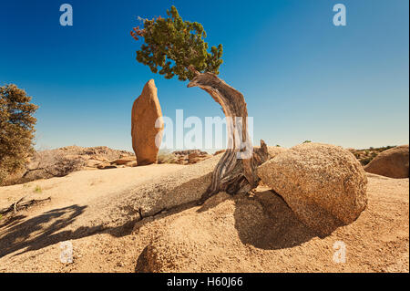 Albero di ginepro e monolite a Joshua Tree National Park Foto Stock