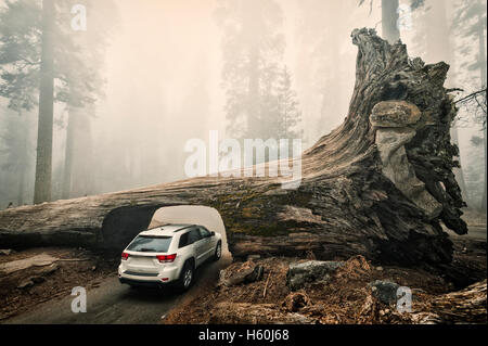 Registro di tunnel, Sequoia National Park, California, Stati Uniti d'America Foto Stock