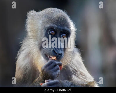 I capretti trapano (mandrillus leucophaeus) alimentazione Foto Stock