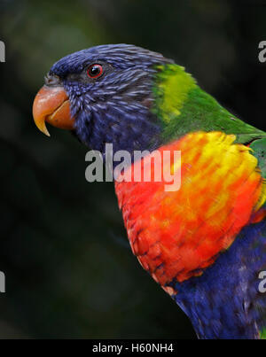 Rainbow Lorikeet (trichoglossus moluccanus) Foto Stock