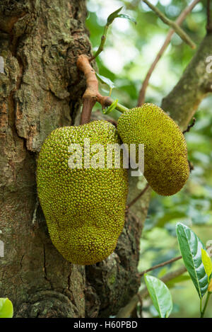 L'albero del pane, Wellawaya, Sri Lanka Foto Stock