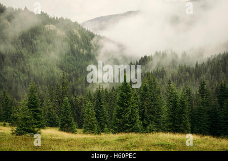 La nebbia in aumento dalla foresta di alberi di pino Foto Stock