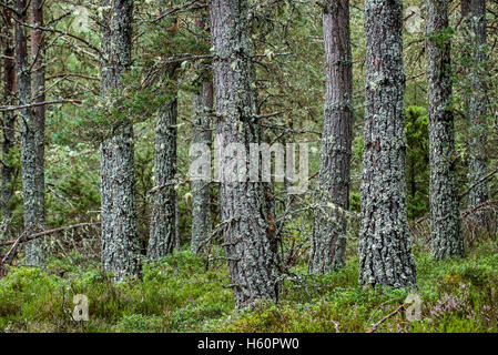 Di Pino silvestre (Pinus sylvestris) alberi nel bosco, Abernethy Forest, il resto del Caledonian foresta di Strathspey, Scotland, Regno Unito Foto Stock