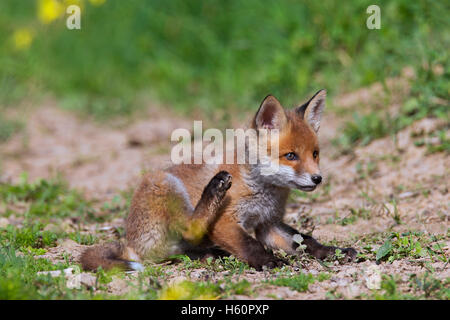 Red Fox ( Vulpes vulpes vulpes) cub / kit di graffiare pelliccia con zampa posteriore in primavera Foto Stock