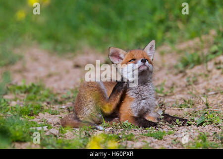 Red Fox ( Vulpes vulpes vulpes) cub / kit di graffiare pelliccia con zampa posteriore in primavera Foto Stock