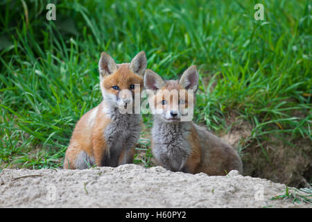 Due graziosi red fox ( Vulpes vulpes vulpes) cubs kit / seduta all'entrata di den in prato in primavera Foto Stock