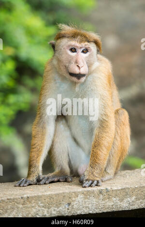 Toque macaque, Macaca sinica sinica, Badulla, Sri Lanka Foto Stock