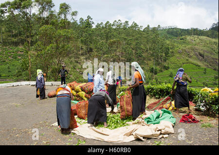 Tamil raccoglitori di tè al lavoro, Dambatenne fabbrica di tè, Lipton della Seat, Haputale, Sri Lanka Foto Stock