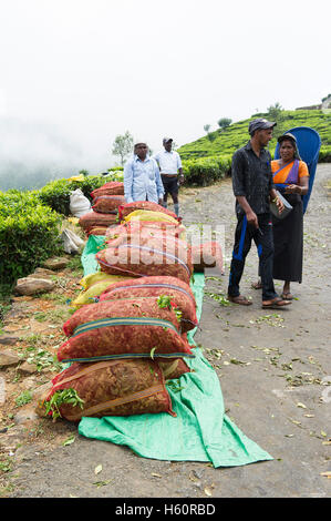 Tamil raccoglitori di tè al lavoro, Dambatenne fabbrica di tè, Lipton della Seat, Haputale, Sri Lanka Foto Stock