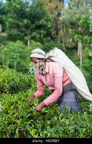 Il Tamil raccoglitrice di tè al lavoro, Haputale, Sri Lanka Foto Stock