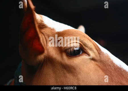Vacca in kediri eastjava Indonesia Foto Stock