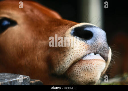 In prossimità della testa di mucca in kediri eastjava Indonesia Foto Stock