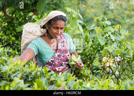 Il Tamil raccoglitrice di tè al lavoro, Haputale, Sri Lanka Foto Stock