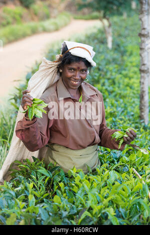 Il Tamil raccoglitrice di tè al lavoro, Haputale, Sri Lanka Foto Stock