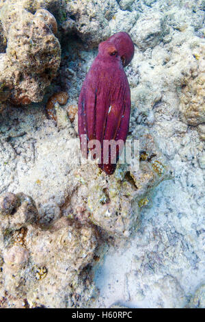 Rosso vivo octopus seduti sulla barriera corallina oceano Indiano, Maldive Foto Stock