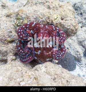 Rosso vivo octopus seduti sulla barriera corallina oceano Indiano, Maldive Foto Stock