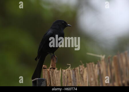 Southern flycatcher nero Foto Stock