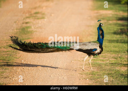 Peafowl indiano, Pavo cristatus, Yala National Park, Sri Lanka Foto Stock