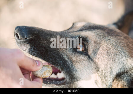Pastore Tedesco cane morde un po' di pietra sulla spiaggia. Foto Stock