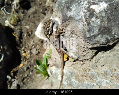 Grazioso ramarro predator si crogiola sulla roccia in sun. Foto Stock