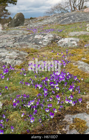 Violette comuni / Viole dolci / Duftveilchen ( Viola odorata ) che fioriscono su uno skerry sulla costa della Svezia, Scandinavia, naturale, Europa. Foto Stock