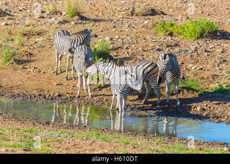 Mandria di zebre di bere dal fiume Shingwedzi nel Parco Nazionale di Kruger, importante meta di viaggio in Sud Africa. Foto Stock