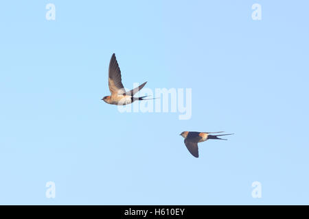 Due Red-rumped rondini (Cecropis daurica) in volo, Andalusia. Foto Stock