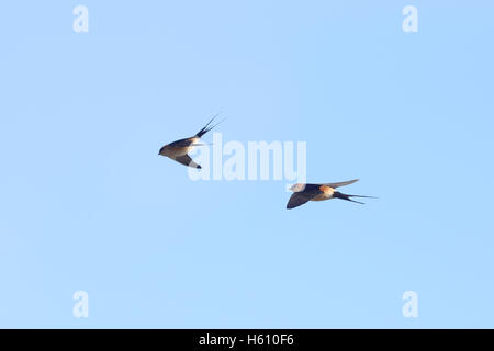 Due Red-rumped rondini (Cecropis daurica) in volo, Andalusia. Foto Stock