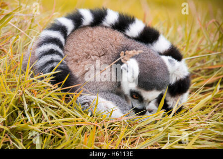 Chiudere orizzontale di un anello-tailed Lemur avvolto a ricciolo in una sfera. Foto Stock