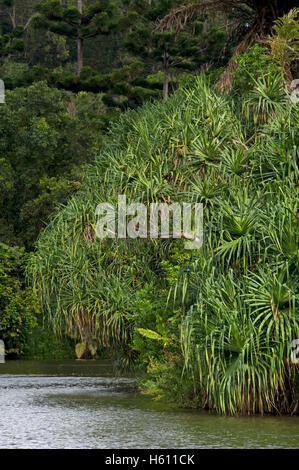 Ho'omaluhia Giardini Botanici su Oahu Island, Hawaii Foto Stock