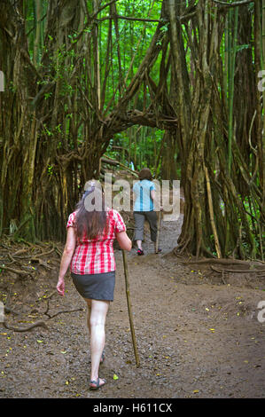 I turisti a piedi su un sentiero nella giungla su Oahu Island, Hawaii Foto Stock