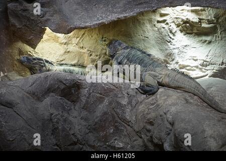 Due lucertole sulla roccia Foto Stock