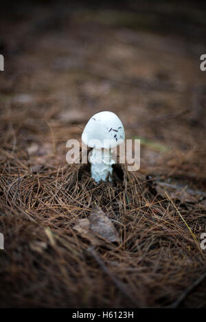 Bianco, Amanita velenosi fungo Bisporigora trovati nella foresta in Gatineau, Quebec, Canada Foto Stock