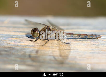 Comune Femmina Darter Dragonfly di crogiolarvi al sole al mattino Foto Stock