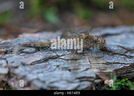 Comune Femmina Darter Dragonfly di crogiolarvi al sole al mattino Foto Stock