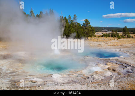 Spasmodica geyser eruzione nel parco nazionale di Yellowstone, STATI UNITI D'AMERICA Foto Stock