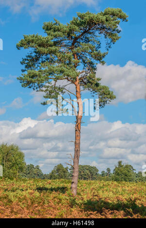 Pino silvestre tree sta eretta in una radura del bosco Foto Stock