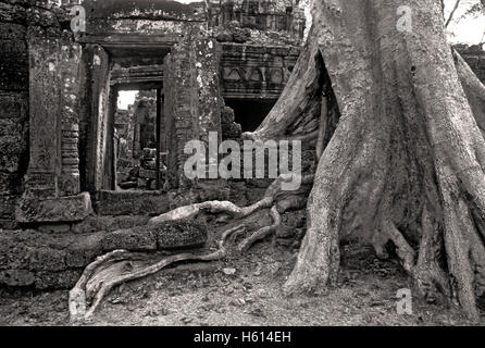 Preah Khan Tempio con grande albero radici, Angkor, Cambogia Foto Stock