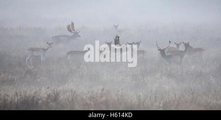 Daino dama dama un gruppo di bucks e cerve nelle prime ore del mattino la nebbia durante la routine,petworth west sussex england ottobre Foto Stock