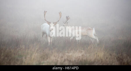 Daino dama dama due pale bucks nelle prime ore del mattino la nebbia durante il solco a petworth ,West Sussex England nel mese di ottobre 2016 Foto Stock