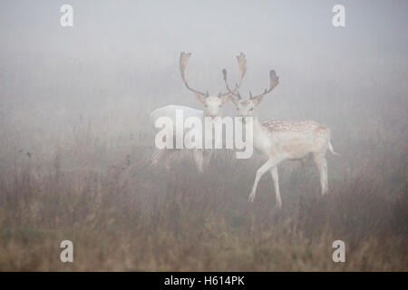 Daino dama dama due pale bucks nelle prime ore del mattino la nebbia durante il solco a petworth ,West Sussex England nel mese di ottobre 2016 Foto Stock