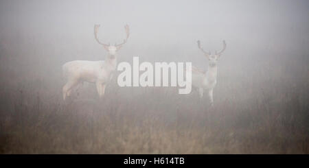 Daino Dama Dama due pale bucks nelle prime ore del mattino la nebbia durante il solco a Petworth ,West Sussex England nel mese di ottobre 2016 Foto Stock