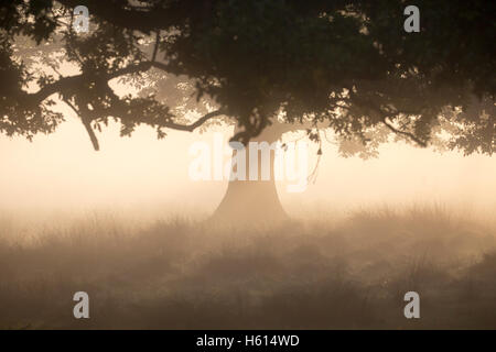 La mattina presto la luce del sole attraverso un albero preso durante il solco a petworth ,West Sussex England nel mese di ottobre 2016 Foto Stock