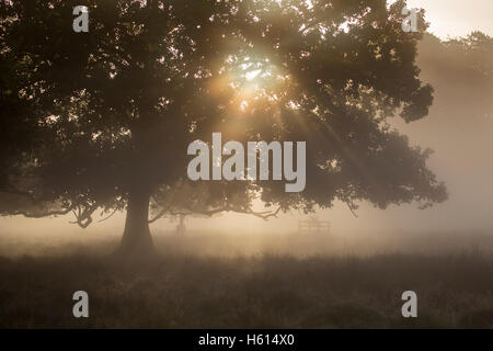 La mattina presto la luce del sole attraverso un albero preso durante il solco a petworth ,West Sussex England nel mese di ottobre 2016 Foto Stock