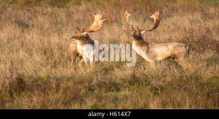 Daino dama dama due dollari in prati, la mattina presto durante il solco a petworth west sussex england nel mese di ottobre 2016 Foto Stock