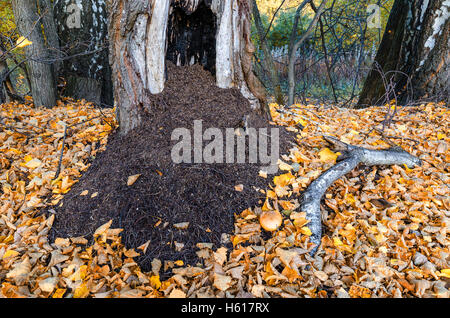 Il nido nel tronco di albero nella foresta di autunno, Russia Foto Stock